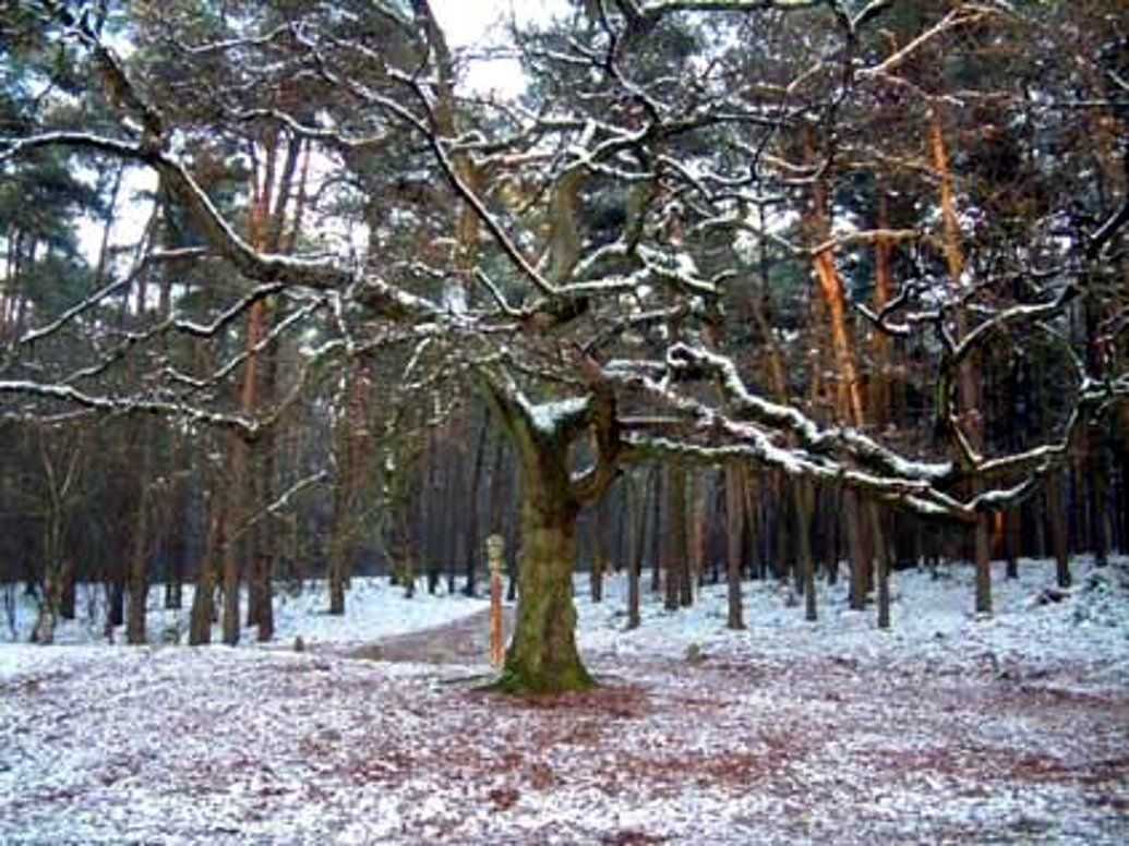 moordboom 1941 tilburg, Annie Remken,