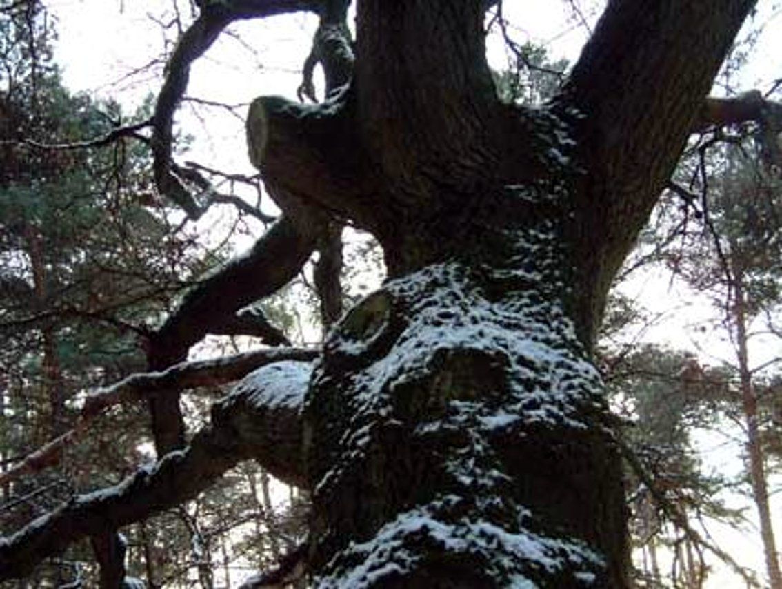 moordboom 1941 tilburg, Annie Remken,