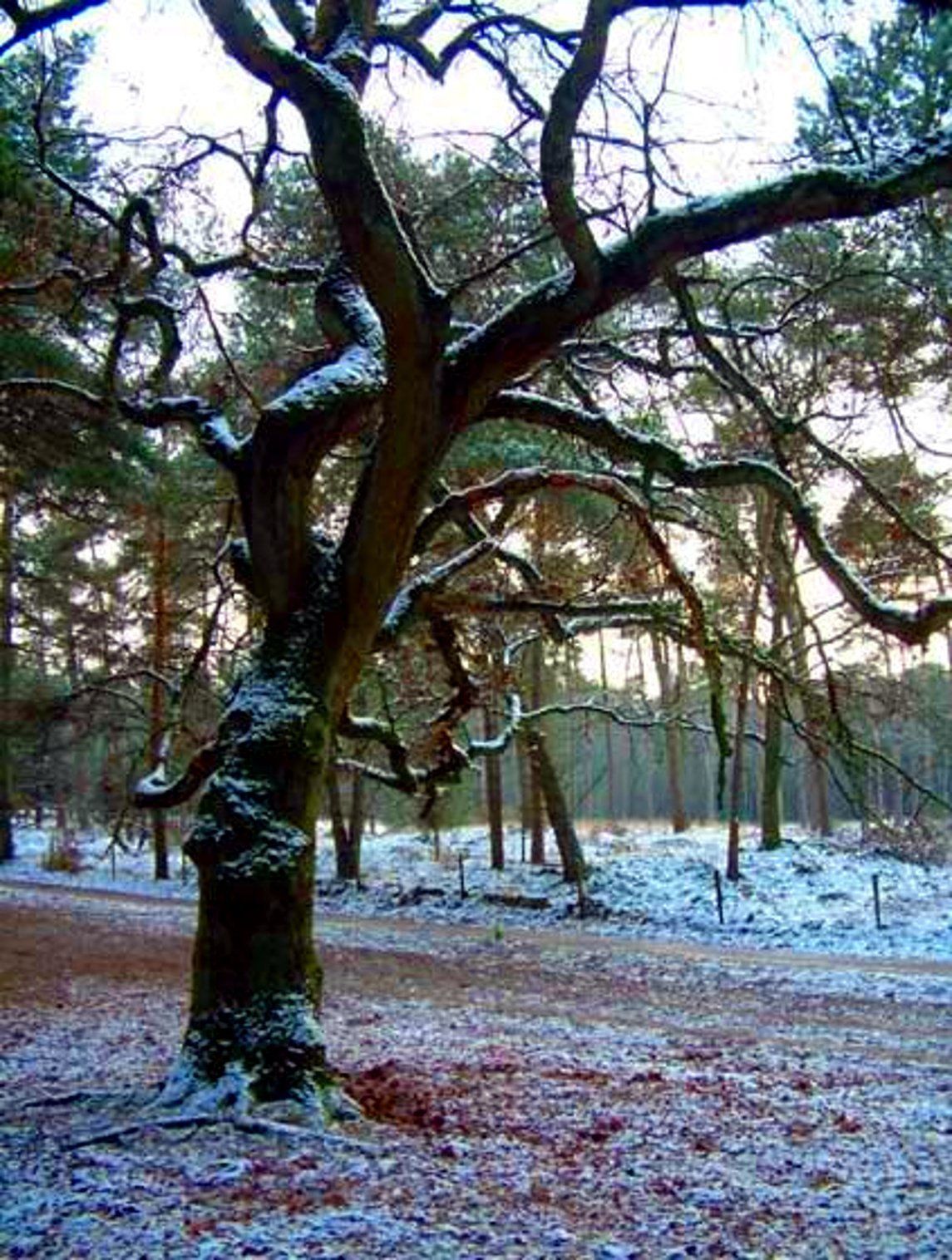 moordboom 1941 tilburg, Annie Remken,