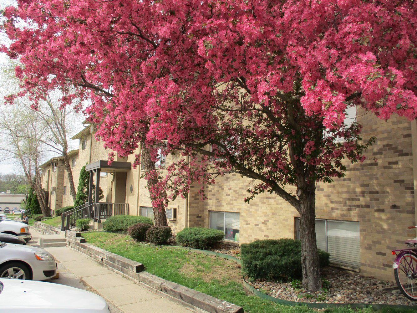 Blossoming Tree at Urban Green Apartments