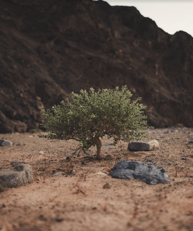 Little tree photo