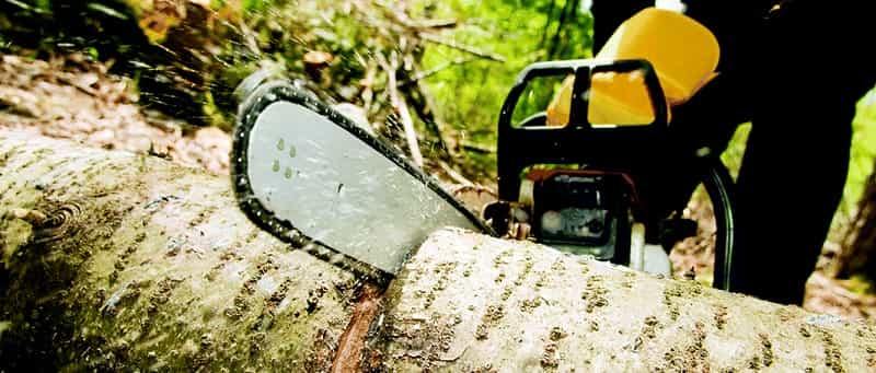 tree clearing
