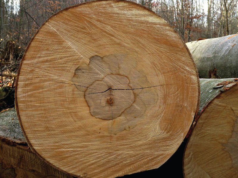 Beech PlywoodLog