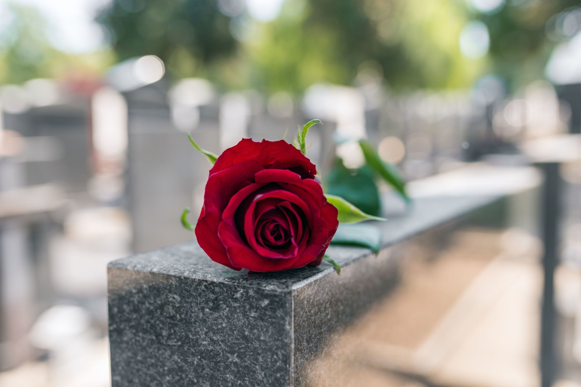 rosa rossa su una lapide