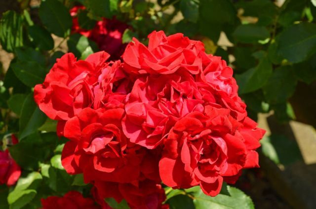 Horticultural Services Service Image
