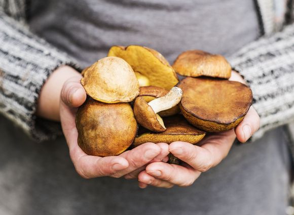 funghi freschi