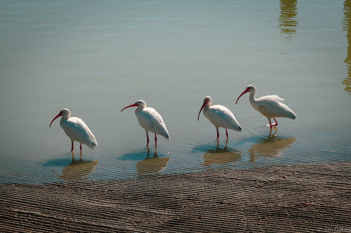 4 ibis