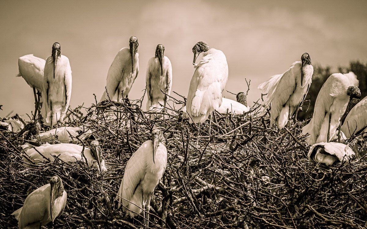 Wakodahatchee Wetlands
