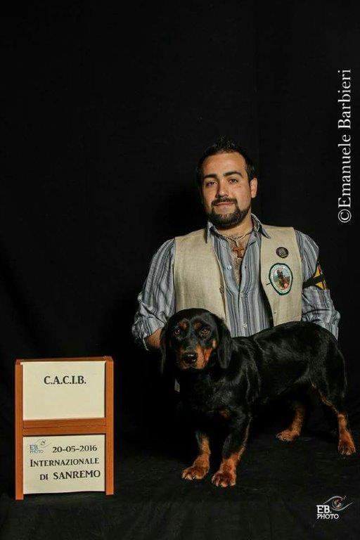 cane dachsbracke