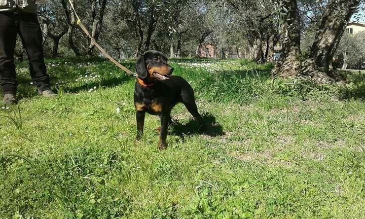 addestramento cani genova