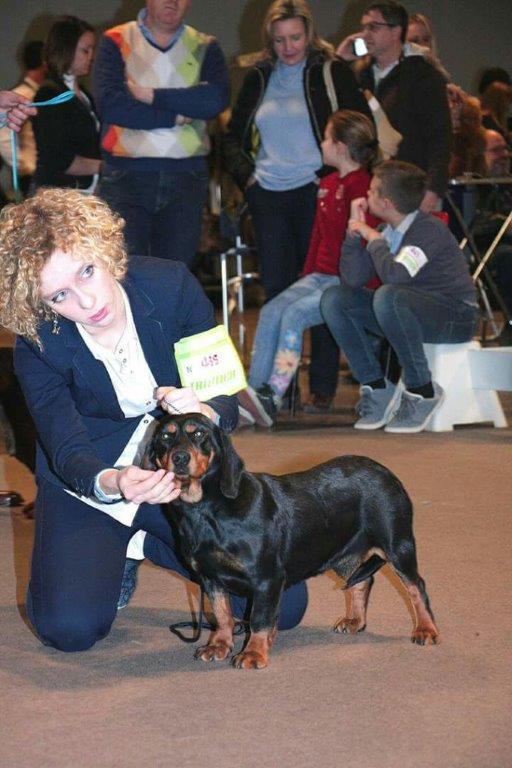 gare cani dachsbracke