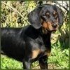 cane slovensky kopov