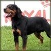 animali competizioni cinofile