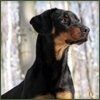 cani con pedigree cani con pedigree