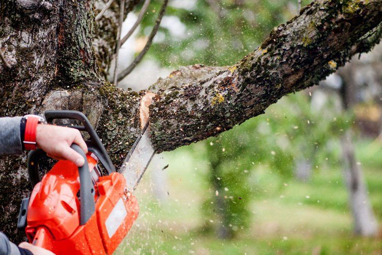 Tree surgery