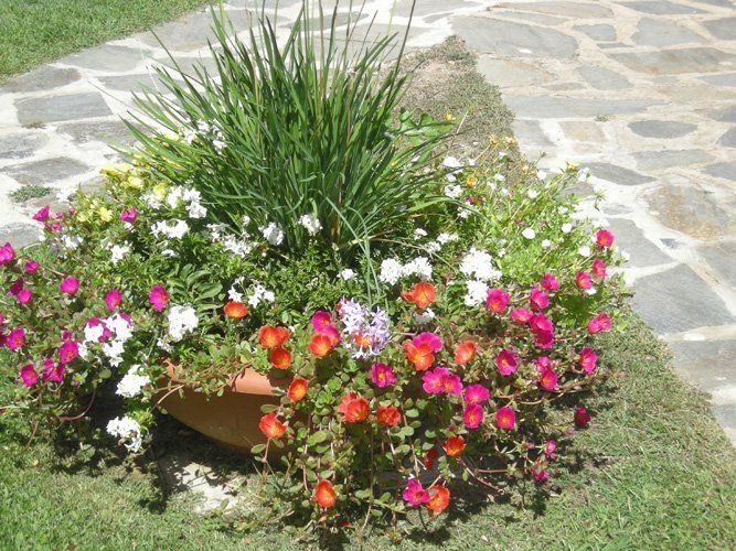 Fiori e piante