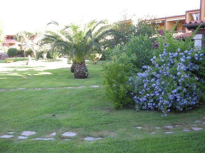 Giardino con palme e piante