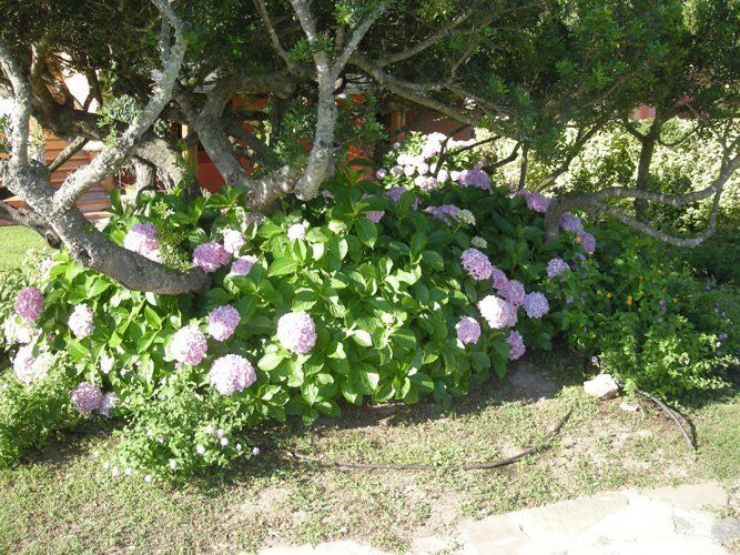 Aiuola con fiori