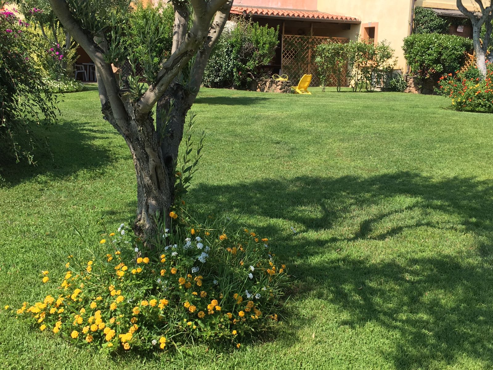 albero in giardino privato