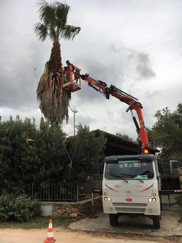 potatura di albero con piattaforma elevatrice