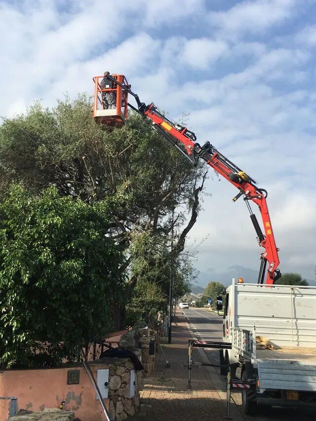 potatura di un albero in uno spazio privato