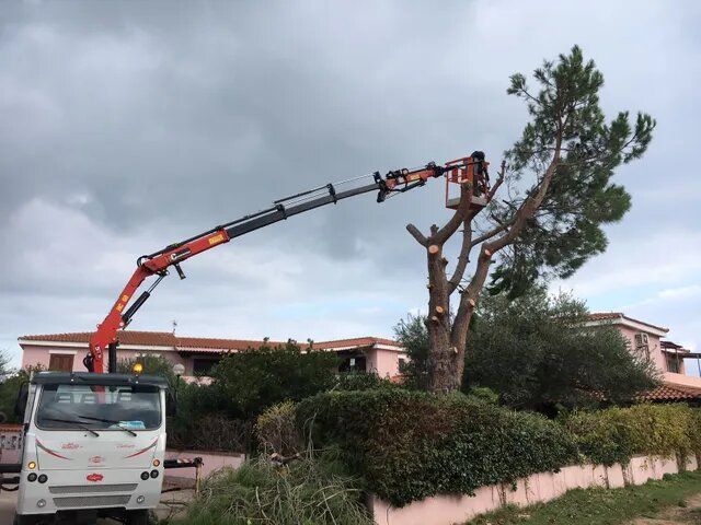 intervento per la manutenzione di alberi