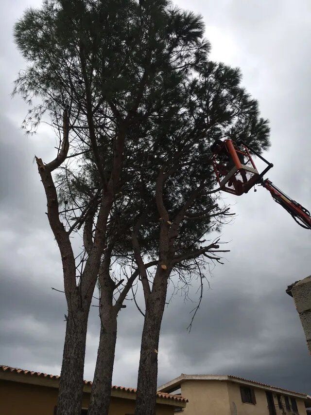 potatura di albero