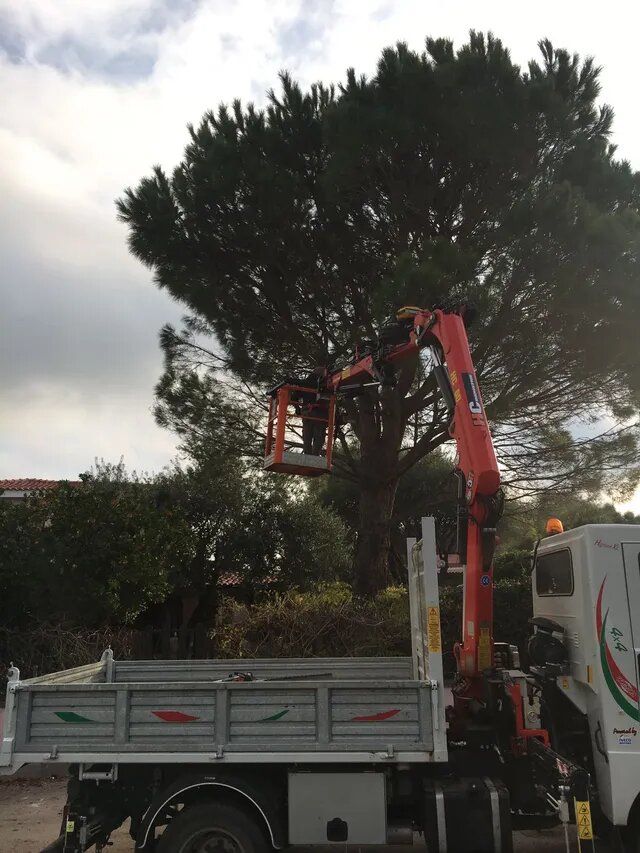 potatura di alberi in altezze elevate