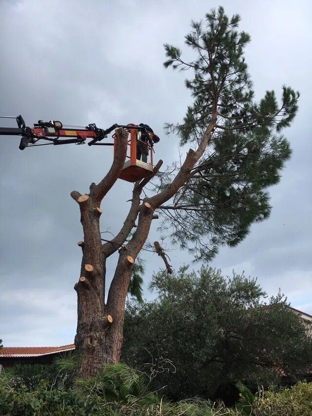 intervento per la manutenzione degli alberi