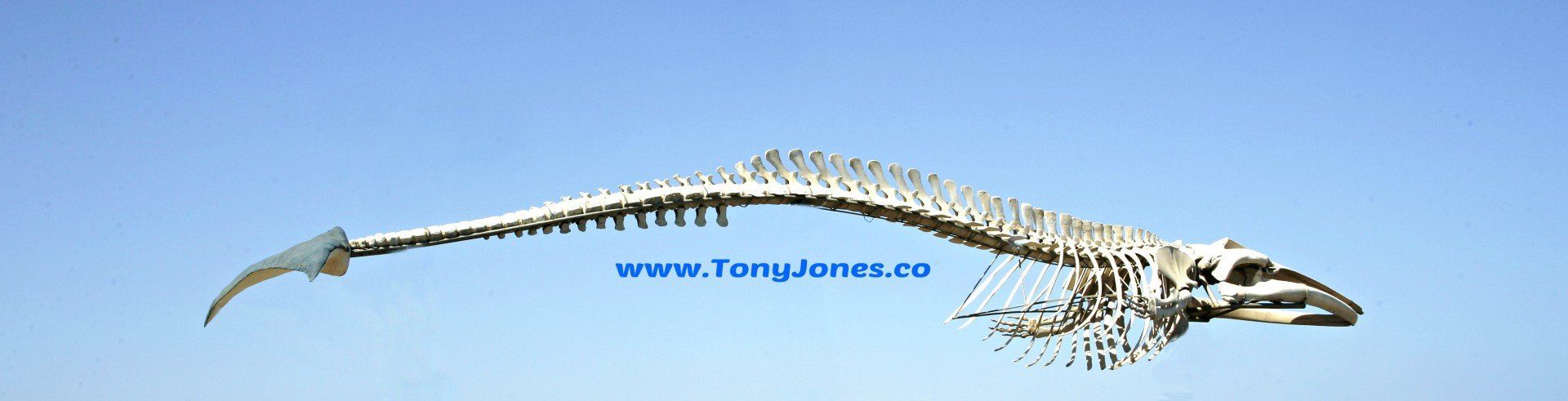 www.tonyjones.co -Copyright 2018 Whale skeleton image - Tony Jones CITP photography for websites
