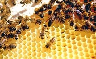 Bee Control - Bee Control in Redlands, CA Bee Control - Bee Control in Redlands, CA