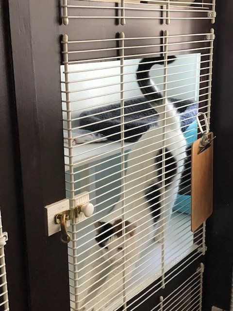 surf & turf cat boarding unit in luxury kennel hotel
