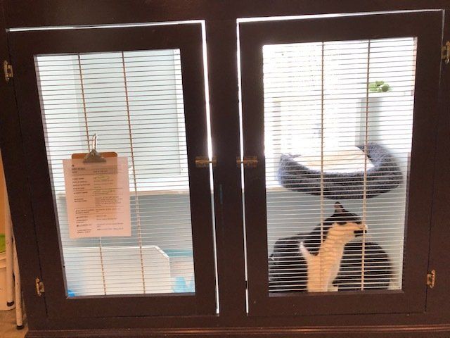 Captain's quarters horizontal cat boarding unit in kennel