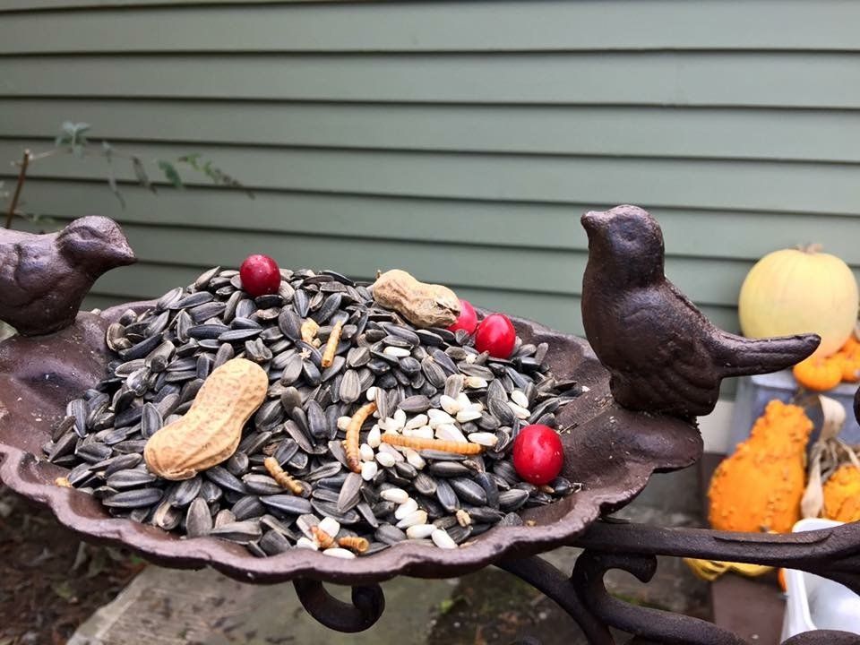Bird feeding stations outside of the kennel windows for our guests viewing pleasure / entertainment