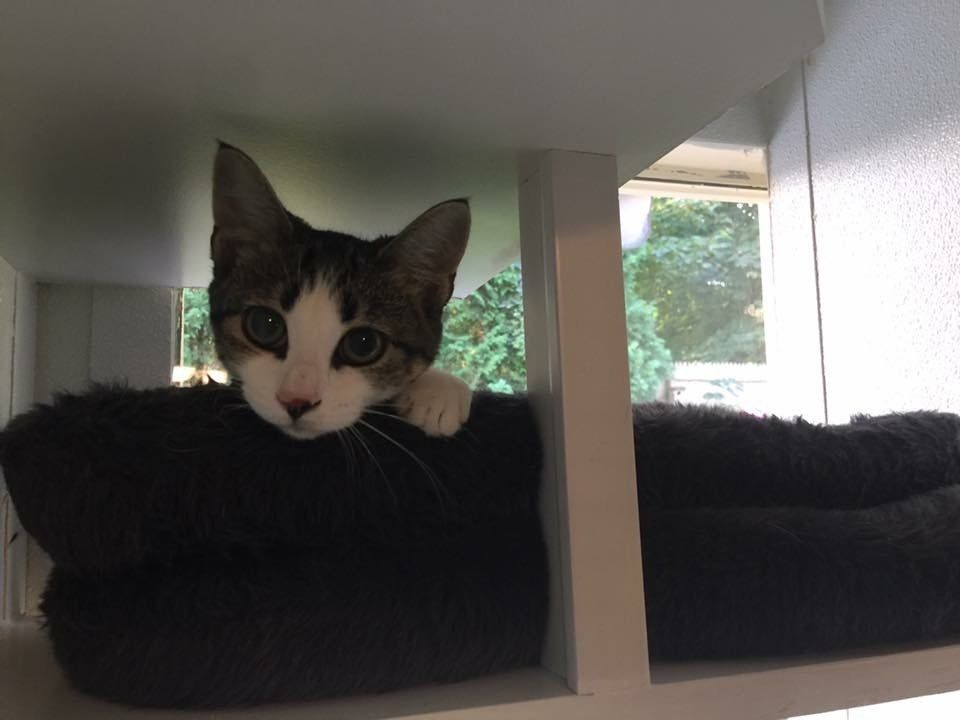 kitten in our surf & turf unit