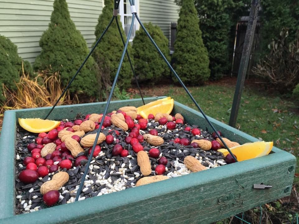 Bird feeding stations outside of the kennel windows for our guests viewing pleasure / entertainment
