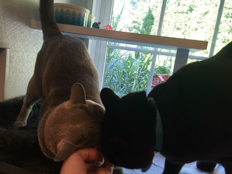 two housemates enjoying some attention from staff
