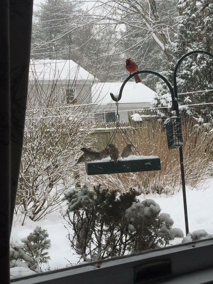 Bird feeding stations outside of the kennel windows for our guests viewing pleasure / entertainment