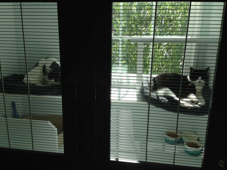 Captain's Quarters Horizontal unit at our Cat hotel / kennel boards up to 3 cats comfortably