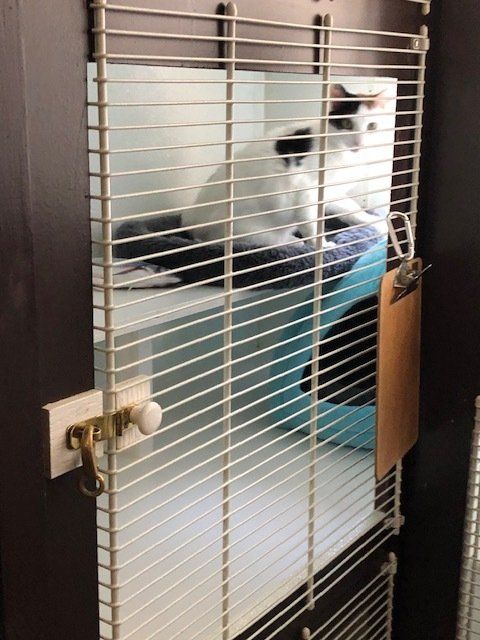 surf and turf horizontal cat boarding unit in luxury kennel