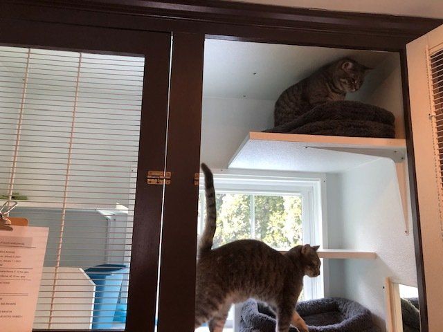 Captain's horizontal cat boarding unit