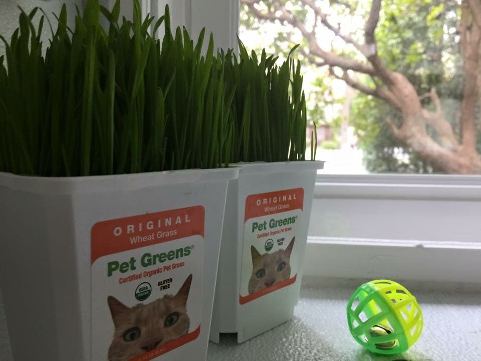 Wheat grass trays available as an add-on