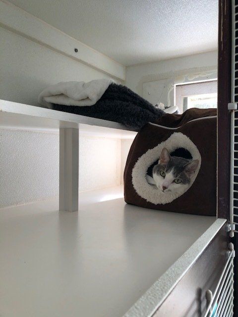 surf & turf horizontal cat boarding unit at our boarding kennel in clinton ct