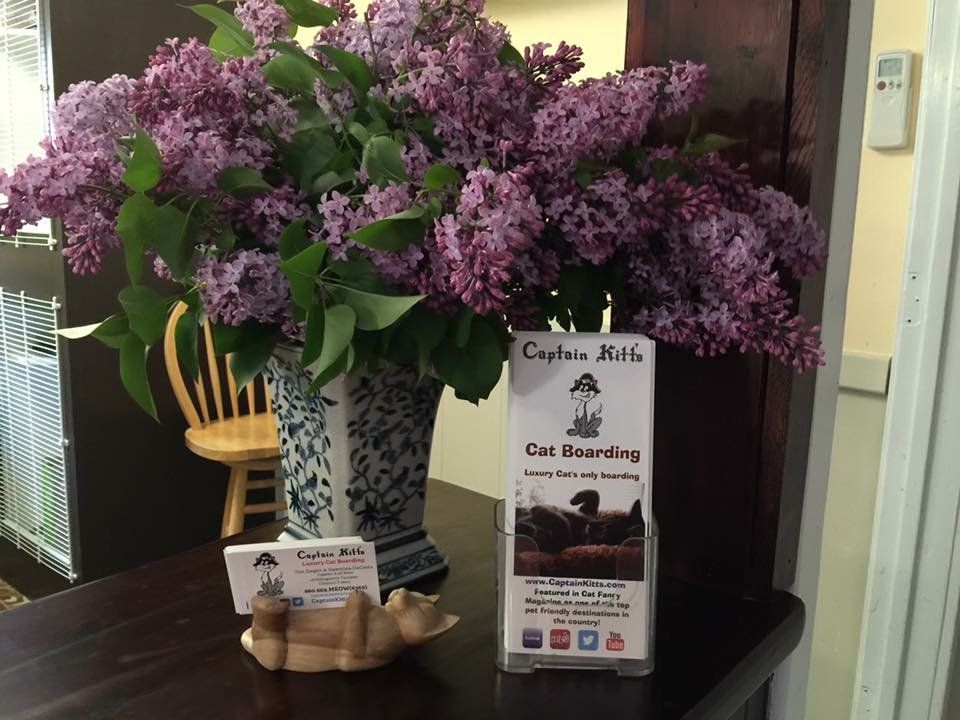 lillacs from our shrubs outside Captain Kitt's Cat Boarding decorating the front desk 