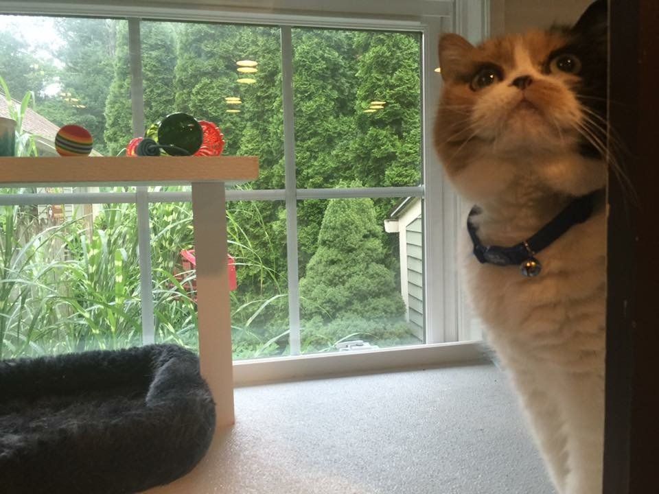 Calico cat in a Captain's Quarters unit with toys and a great view