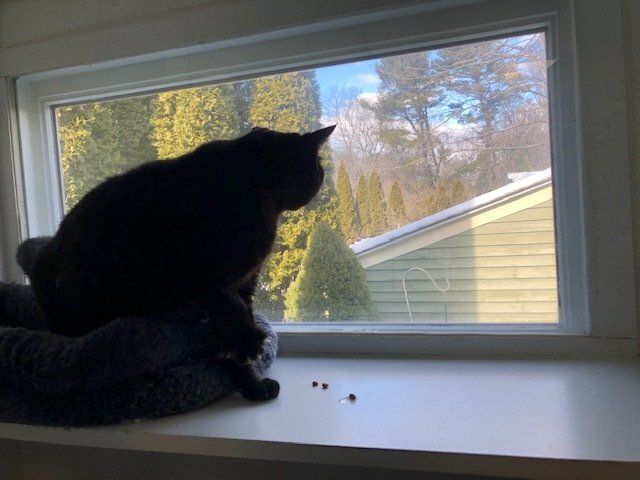 Captain's vertical cat boarding unit view