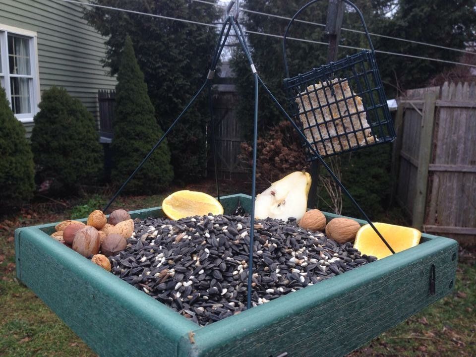 Bird feeding stations outside of the kennel windows for our guests viewing pleasure / entertainment