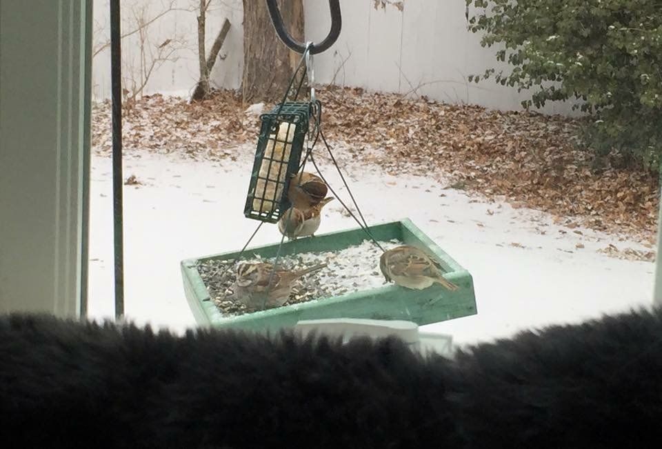 Bird feeding stations outside of the kennel windows for our guests viewing pleasure / entertainment