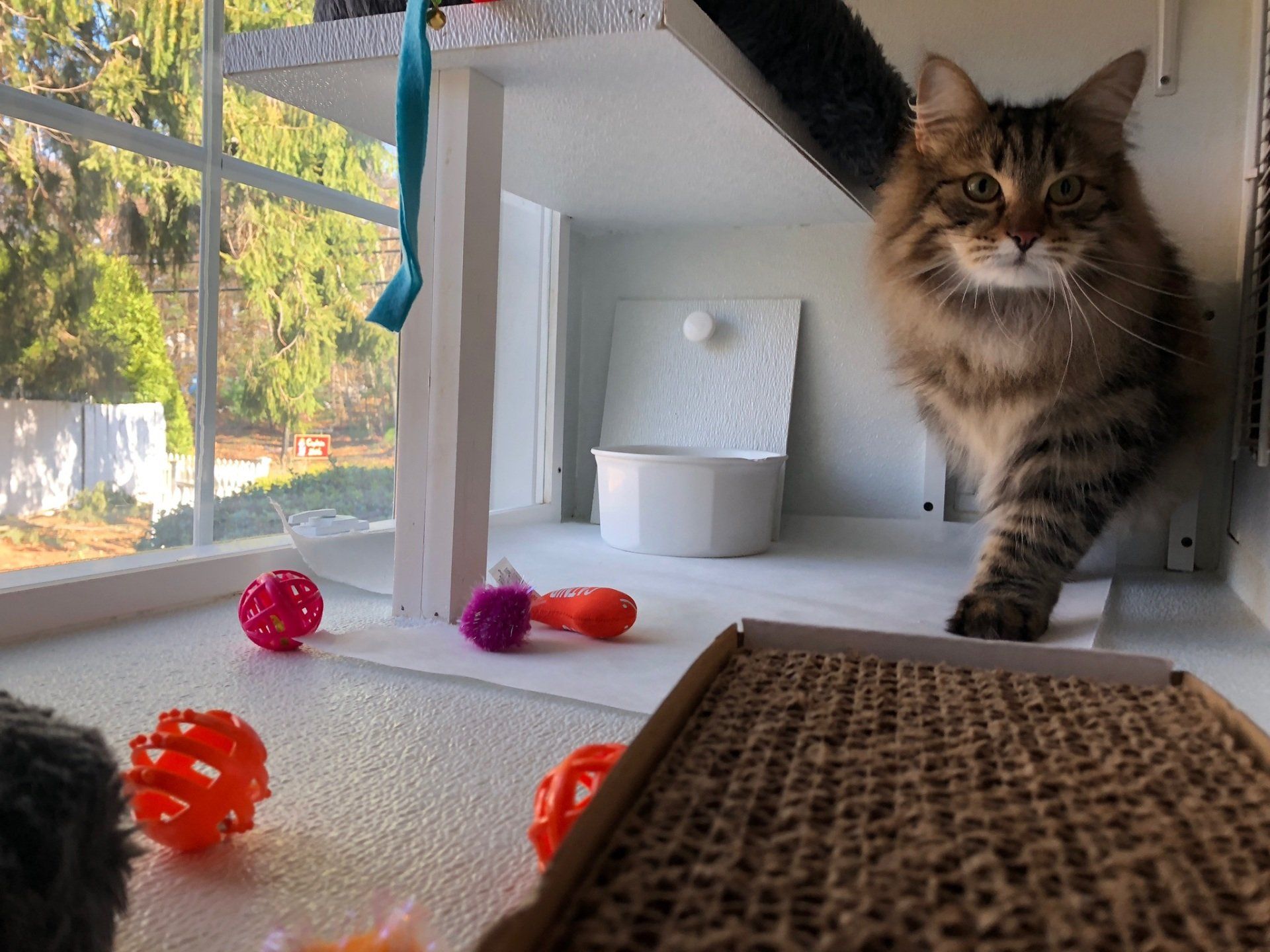 guest / cat with toys and a cat scratcher in his unit