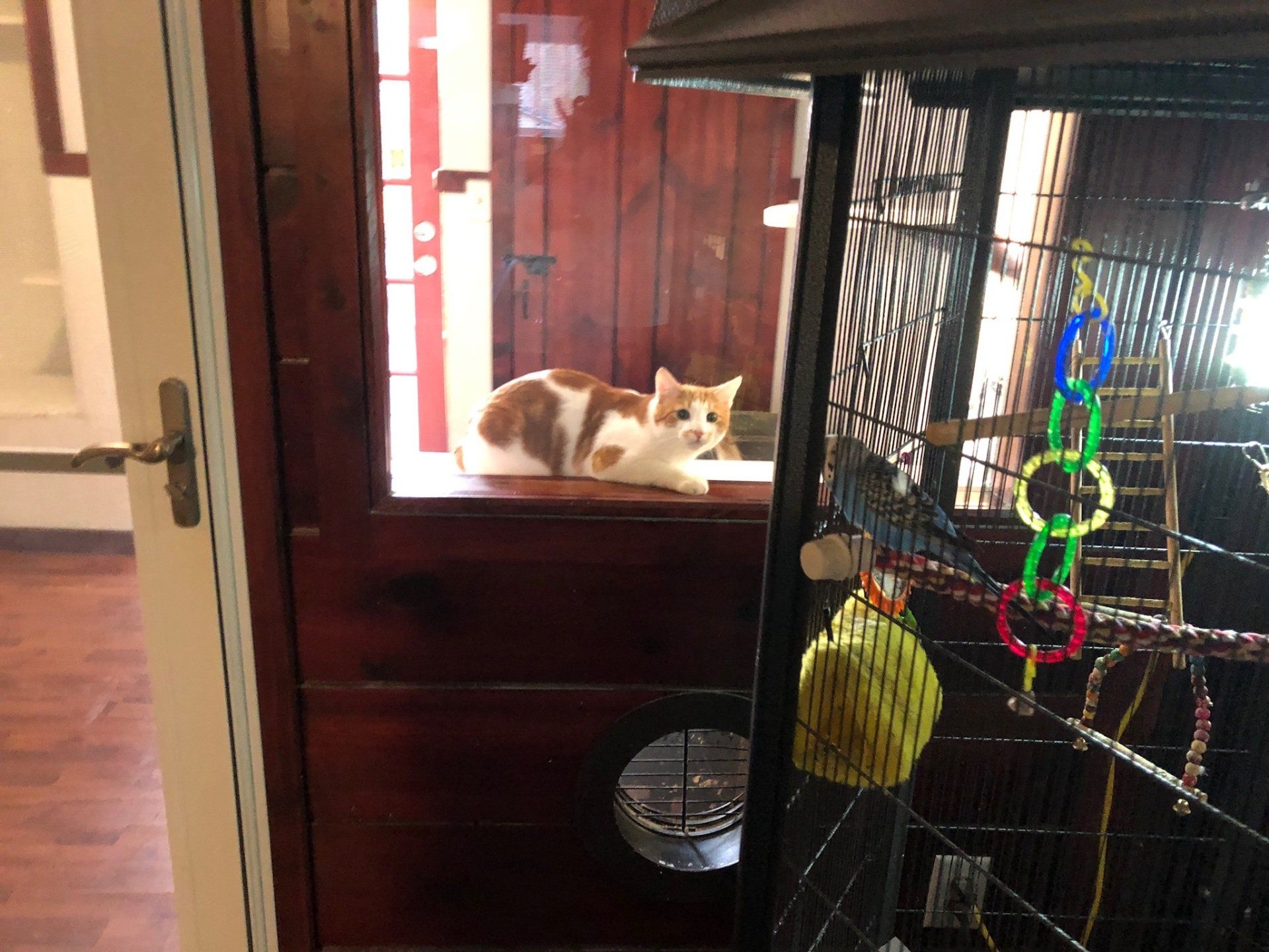 guest / cat watching parakeets from playroom